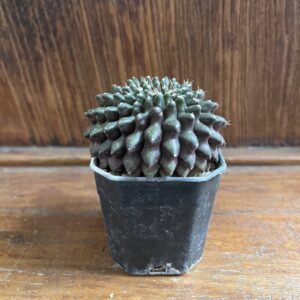 ยิมโนไร้หนาม พร้อมกระถ่าง