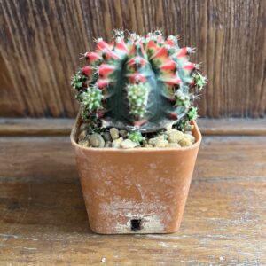 มิฮาโนวิชิอาย