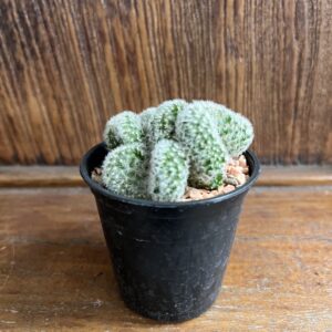 เข็มเงินคริส