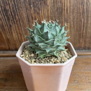 โอเบรกโกเนีย เดเนกรี