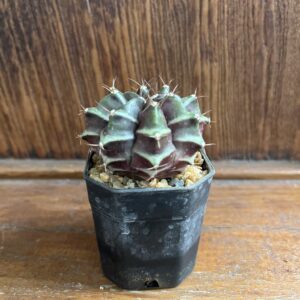 ยิมโนคาไลเซียม