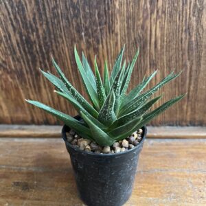 ฮาโวเทีย