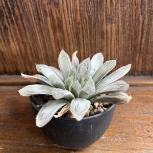 หยดน้ำฮาโวเทีย