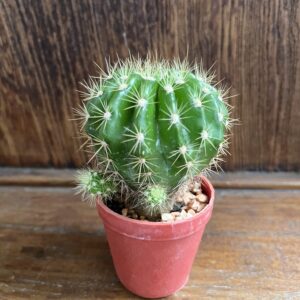 ดาวล้อมเดือน