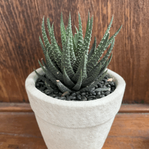 ฮาโวเทียม้าลาย