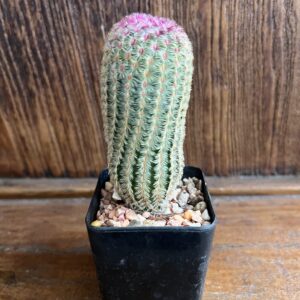 เรนโบว์แคคตัส