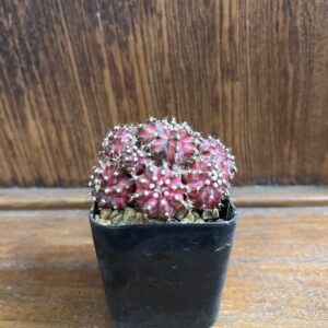 ยิมโนด่าง