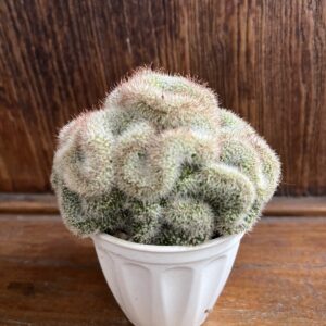 แมมมิลาเรีย