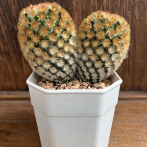 อิลองกาต้า