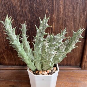 ต้นเก๋งจีน