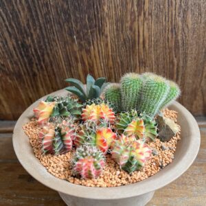 จัดสวนถาดจิ๋ว แบบกลม