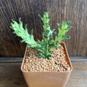 ต้นหยกกำแพงเมืองจีน