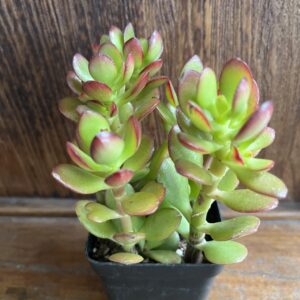 ต้นคลาสซูล่า