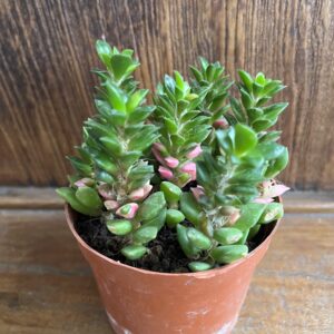 ต้นลูกชุบ