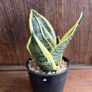 ลิ้นมังกร