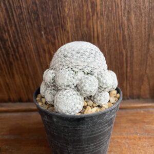 แมมลูกกอล์ฟ