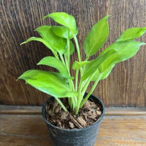 ต้นเดหลี