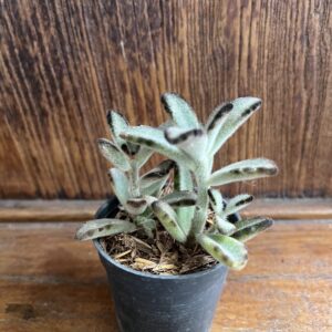 ต้นหูหมี